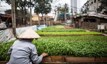 May '17 - Inner city farming in Hanoi
